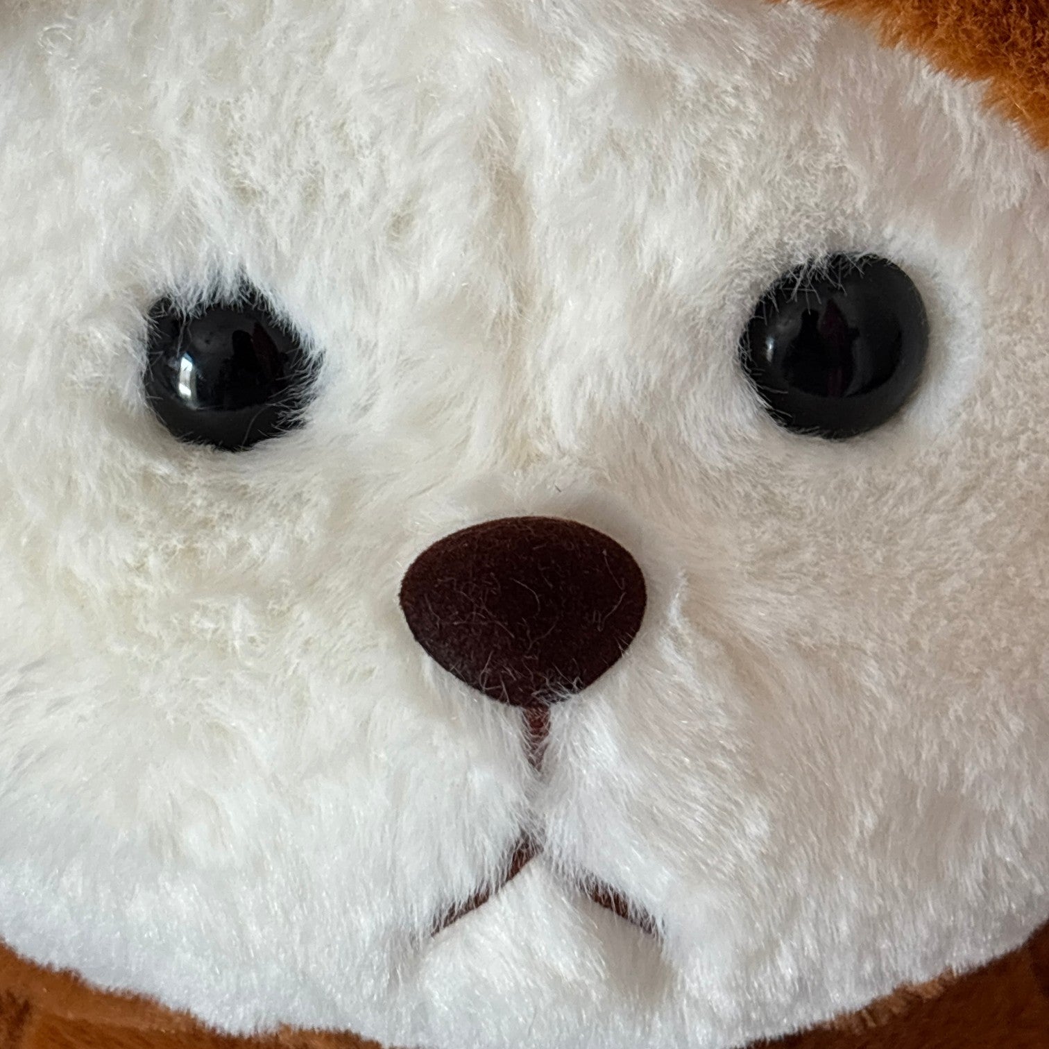 Capybara bear dorzom